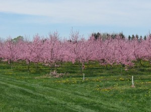 Fruit Trees in Blossom
