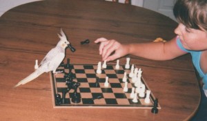 cockatiel playing chess