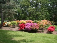 rhododendrums