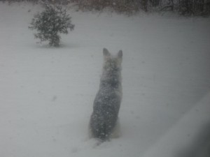 Husky_in_snow