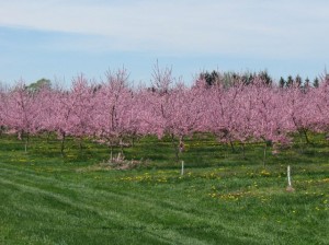Fruit Trees in Blossom