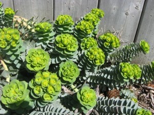 myrtle spurge