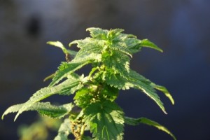 stinging_nettle