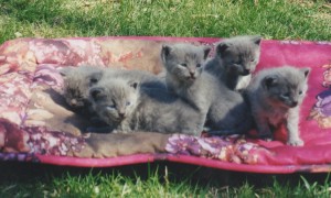 kittens