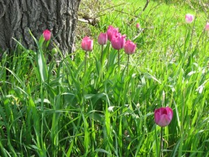 tulips2