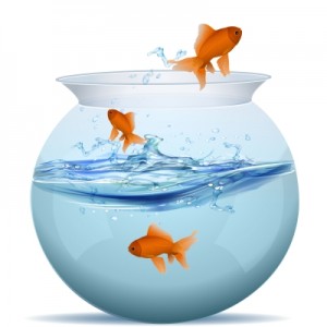 Image of Goldlfish Jumping from a fishbowl