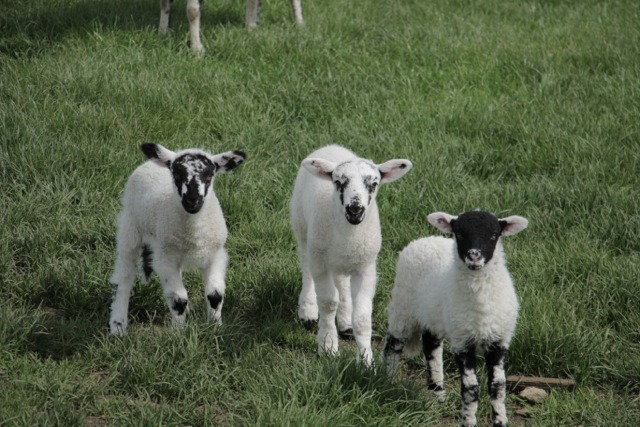 image of Yorkshire lambs