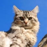 Interview with Charlie – Harriet’s Cat